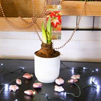 Hippeastrum Amaryllis Christmas Houseplant - Exotic Striped - 12cm pot
