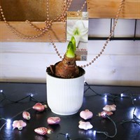 Hippeastrum Amaryllis Christmas Houseplant - White - 12cm pot