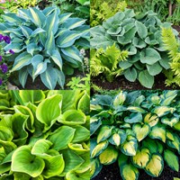 Hosta Perennial Set - Mixed Colours - 3 x 2L Pots