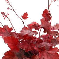 Heuchera Fire Chief 2L Pot Bedding