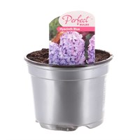Hyacinth Blue 10.5cm Pot Bedding Bulbs