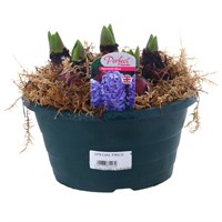Hyacinth Blue 20cm Bowl Arrangement Planted Pot Bedding Bulbs