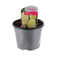 Hyacinth City Of Harlem 10.5cm Pot Bedding Bulbs