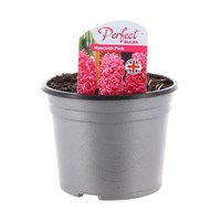 Hyacinth Pink 10.5cm Pot Bedding Bulbs