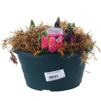 Hyacinth Pink 20cm Bowl Arrangement Planted Pot Bedding Bulbs