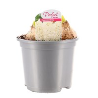 Hyacinth White 13cm Pot Bedding Bulbs