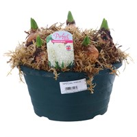 Hyacinth White 20cm Bowl Arrangement Planted Pot Bedding Bulbs