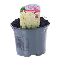 Hyacinth White 10.5cm Pot Bedding Bulbs