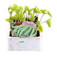Runner Bean Hybrid Firestorm 6 Pack Boxed Vegetable