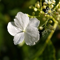 Hydrangea Anomala Petiolaris 3 Litre Climber Plant