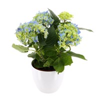 Hydrangea (Blue) Houseplant in White Ceramic Pot