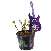 Hydrangea Mac. Deep Purple Dance - 2L Pot