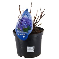 Hydrangea Macrophylla - Blue Ball - 23cm Pot