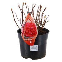Hydrangea Macrophylla - Red Ball - 23cm Pot