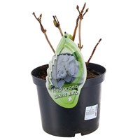 Hydrangea Macrophylla - White Ball - 23cm Pot