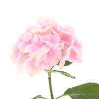 Hydrangea (x 1 Individual Stems) - Pink