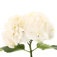 Hydrangea (x 1 Individual Stems) - White