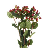 Hypericum Berries (x 5 Individual Stems) - Dark Red
