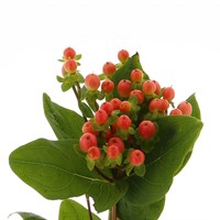 Hypericum Berries (x 5 Individual Stems) - Peach