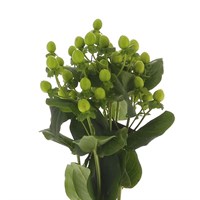 Hypericum Berries (x 5 Individual Stems) - Green