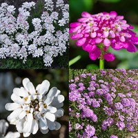 Iberis Perennial Set - Mixed Colours - 3 x 2L Pots