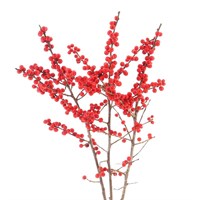 Ilex Berries (x 3 Individual Stems) - Red