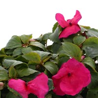 Impatiens F1 Rose 6 Pack Boxed Bedding