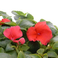 Impatiens F1 Salmon Pink 6 Pack Boxed Bedding