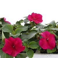 Impatiens F1 Violet 6 Pack Boxed Bedding