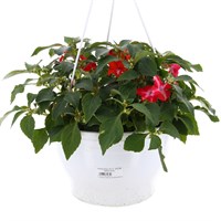 Impatien Mixed 25cm Hanging Pot Bedding Basket