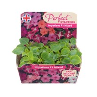 Impatiens F1 Hybrids Mix 20 Baby Bedding Cell Plug Plants