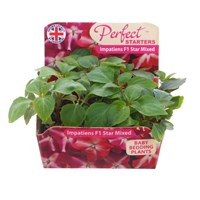 Impatiens F1 Hybrids Star Mix 20 Baby Bedding Cell Plug Plants