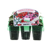 Impatiens F1 Mixed Mini 6 Boxed Bedding