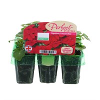 Impatiens F1 Red Mini 6 Boxed Bedding