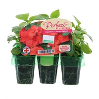 Impatiens F1 Salmon Mini 6 Boxed Bedding
