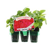 Impatiens F1 Carmine Mini 6 Boxed Bedding