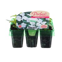Impatiens F1 White Mini 6 Boxed Bedding