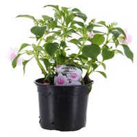 Impatiens Glimmer Appleblossom 13cm Pot Bedding