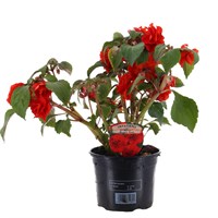 Impatiens Glimmer Bright Red 13cm Pot Bedding