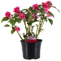 Impatiens Glimmer Hot Pink 13cm Pot Bedding