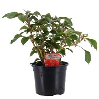 Impatiens Glimmer Orange 13cm Pot Bedding