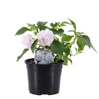 Impatiens Glimmer White 13cm Pot Bedding