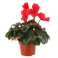 Cyclamen Red Indoor Houseplant in 13cm Pot 