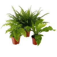 Indoor Fern Houseplant Set of 3 - Asplenium, Adiantum & Nephrolepsis Ferns