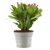 Christmas Cactus (Pink) Indoor Festive Houseplant