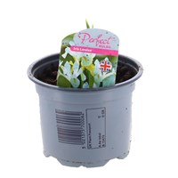 Iris Louise 10.5cm Pot Bedding Bulbs