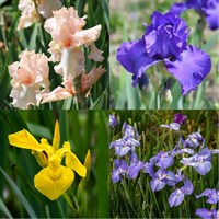 Iris Perennial Set - Mixed Colours - 3 x 2L Pots