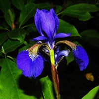 Iris Sib Caesars Brother Perennial Plant 2L - Set of 3