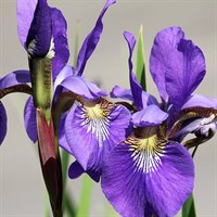 Iris Sibirica Blue King Perennial Plant 2L Pot - Set of 3