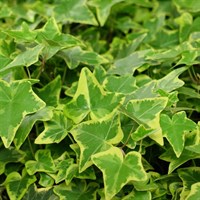 Ivy Hedera Helix Plants - Set of 10 x 9cm Pots